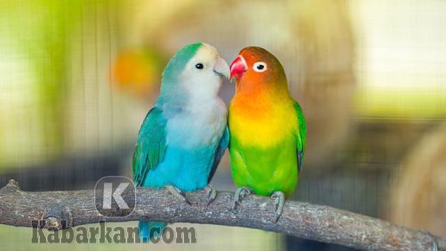 Detail Buku Mimpi Burung Tekukur Nomer 43