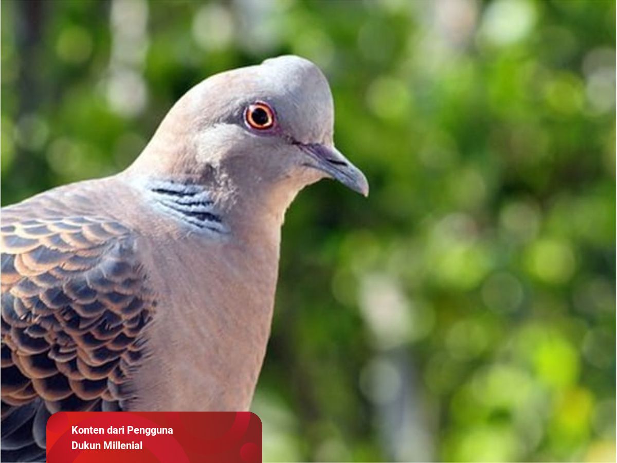 Detail Buku Mimpi Dapat Burung Perkutut Nomer 9