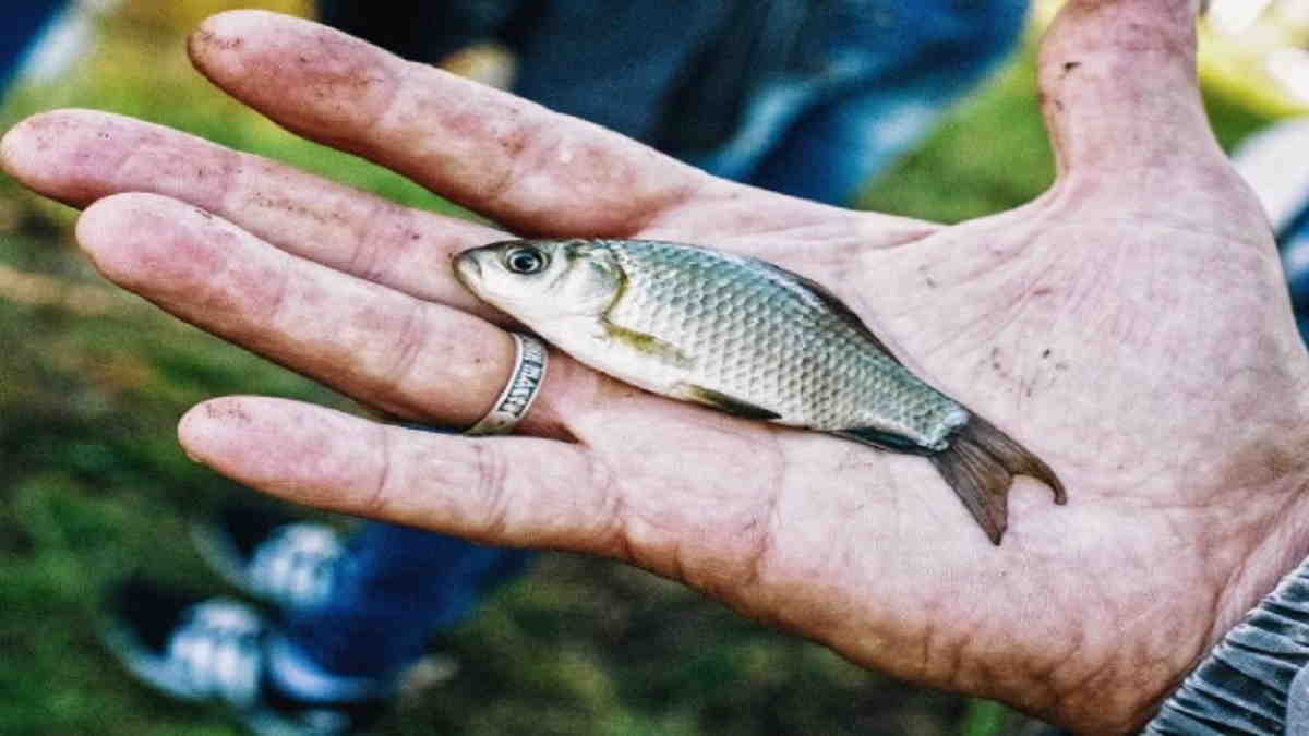 Detail Buku Mimpi Dapat Ikan Nomer 38