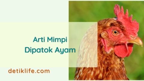 Detail Buku Mimpi Dipatok Ayam Nomer 8