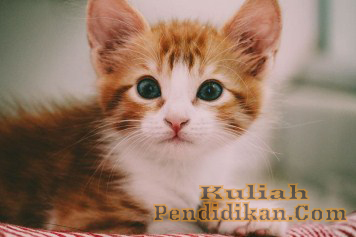 Detail Buku Mimpi Erek 3d Kucing Nomer 45