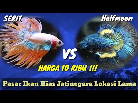 Detail Buku Mimpi Ikan Cupang Nomer 19