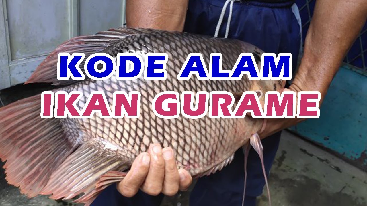 Detail Buku Mimpi Ikan Gurame 4d Bergambar Nomer 5