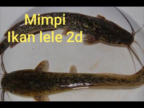 Detail Buku Mimpi Ikan Lele Togel Nomer 36