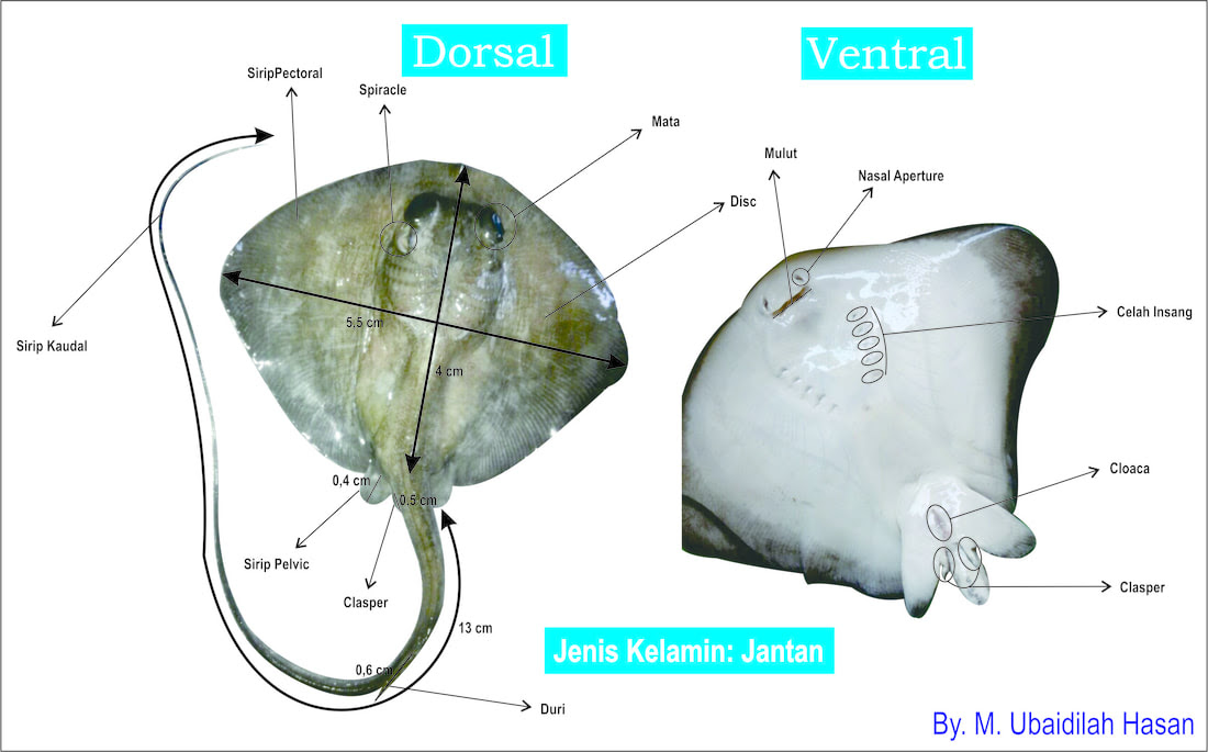 Detail Buku Mimpi Ikan Pari 2d Nomer 5