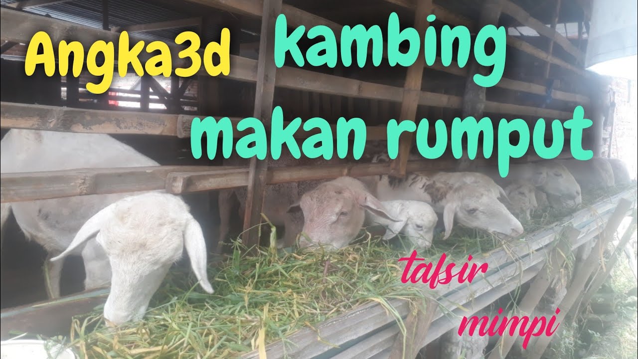 Detail Buku Mimpi Kambing Makan Rumput Nomer 25