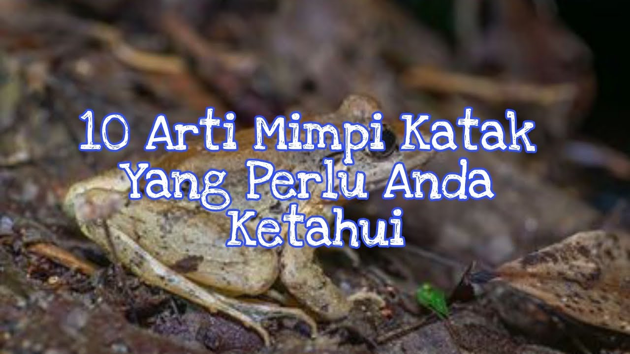 Detail Buku Mimpi Katak Nomer 33