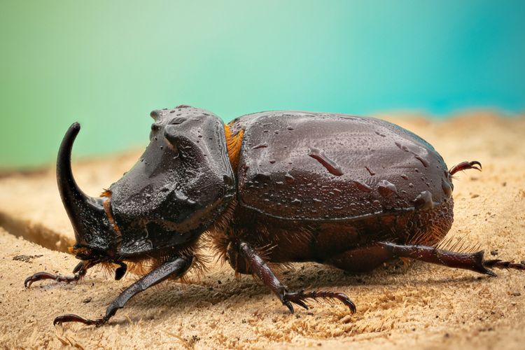 Detail Buku Mimpi Kumbang Tanduk Nomer 12