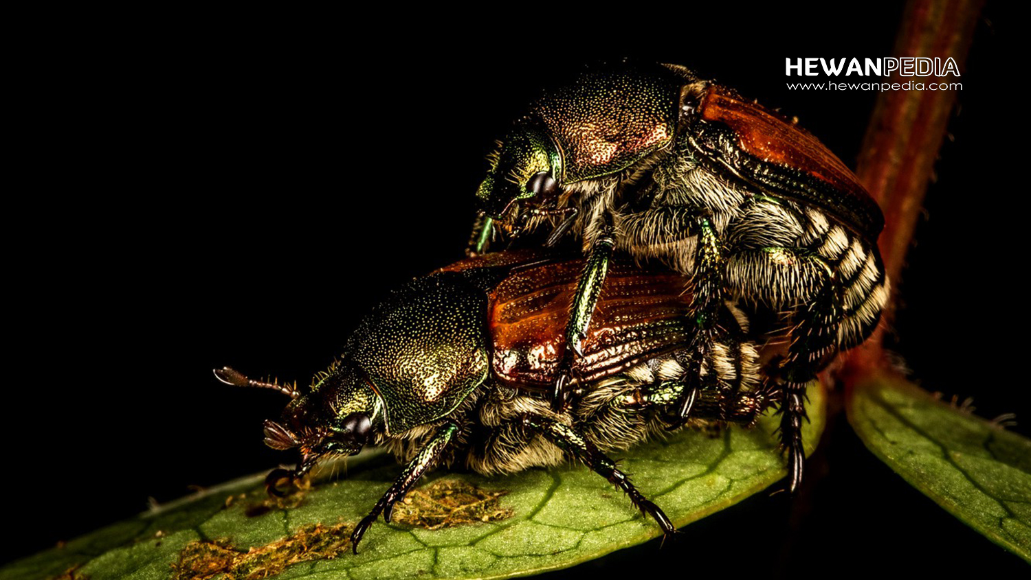 Detail Buku Mimpi Kumbang Tanduk Nomer 29