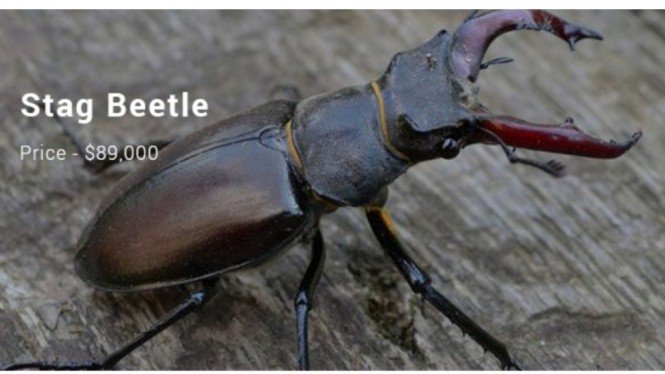 Detail Buku Mimpi Kumbang Tanduk Nomer 38
