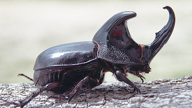 Detail Buku Mimpi Kumbang Tanduk Nomer 45