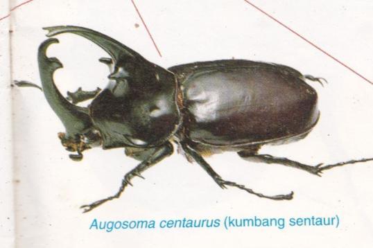 Detail Buku Mimpi Kumbang Tanduk Nomer 47