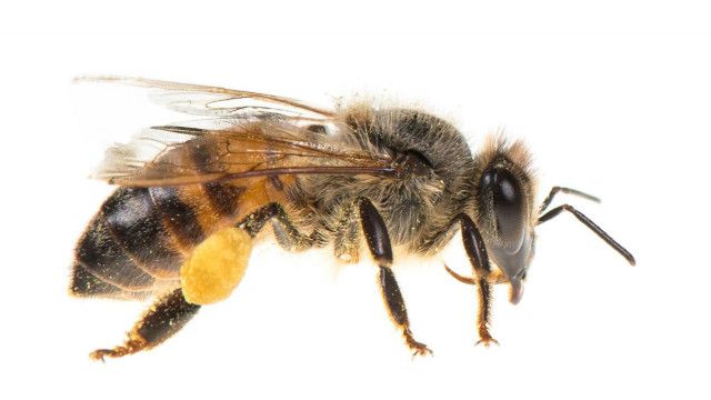 Detail Buku Mimpi Lebah Madu Nomer 21