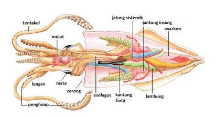 Detail Buku Mimpi Mancing Cumi Nomer 6