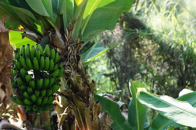 Detail Buku Mimpi Melihat Pohon Pisang Nomer 11