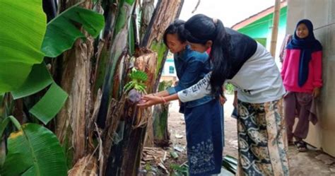 Detail Buku Mimpi Melihat Pohon Pisang Nomer 13