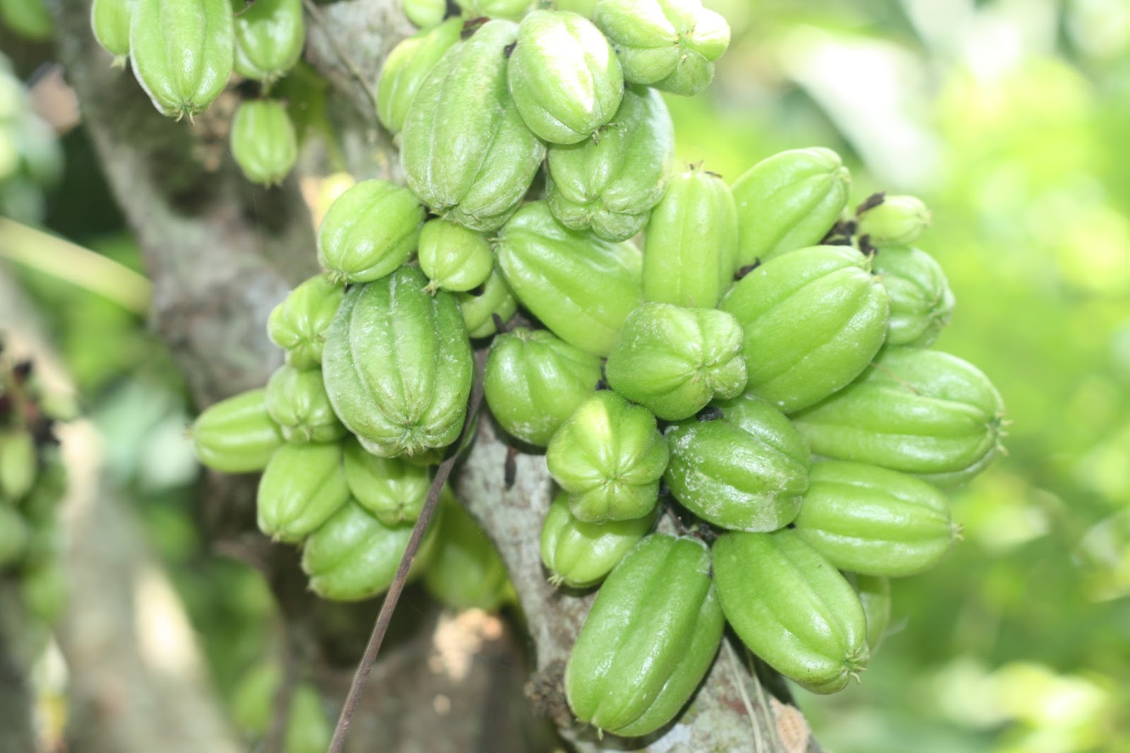 Detail Buku Mimpi Melihat Pohon Pisang Nomer 42