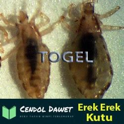 Detail Buku Mimpi Memasak Nomer 11