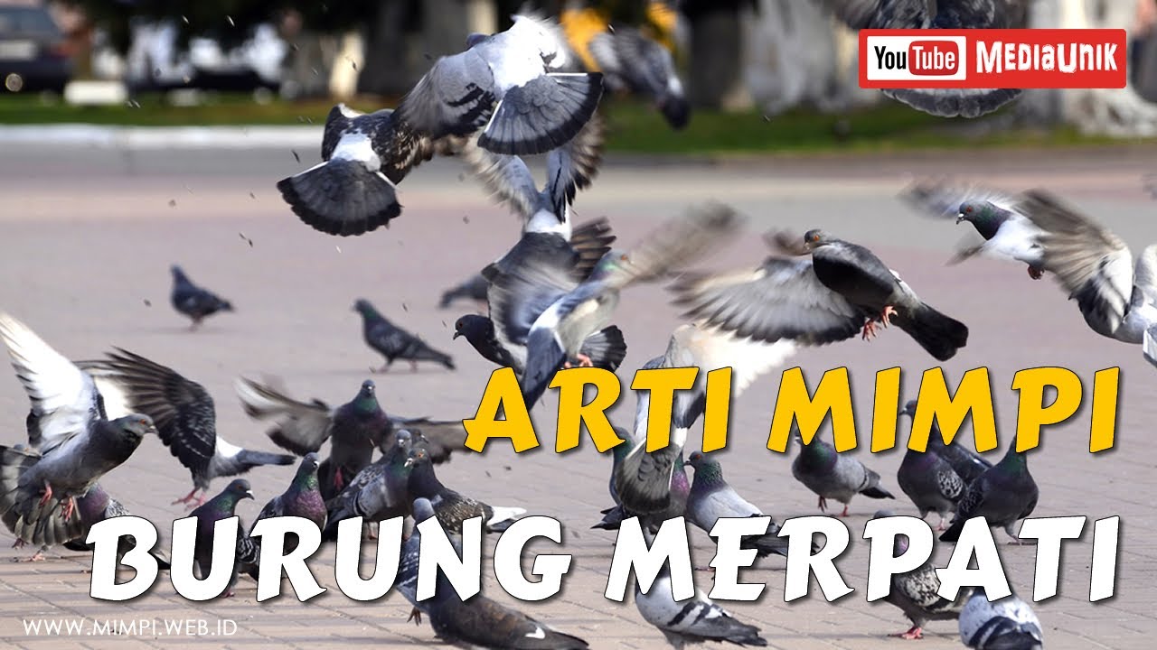 Detail Buku Mimpi Menangkap Burung Merpati Nomer 52