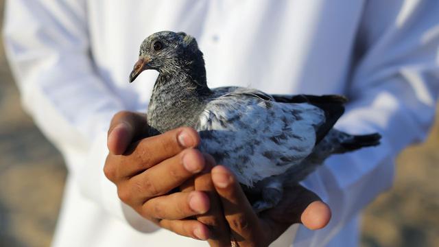 Detail Buku Mimpi Menangkap Burung Merpati Nomer 7