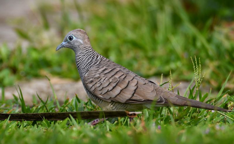 Buku Mimpi Menangkap Burung Perkutut - KibrisPDR