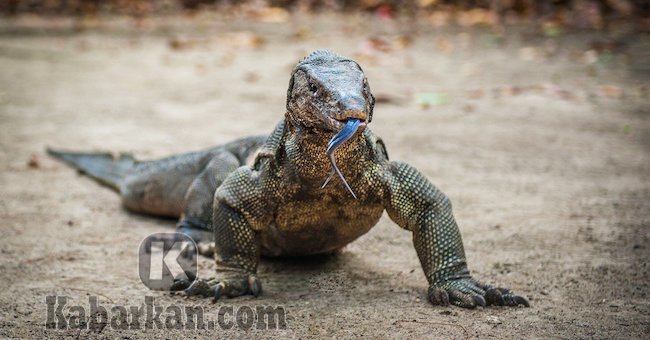 Detail Buku Mimpi Menembak Biawak Nomer 22