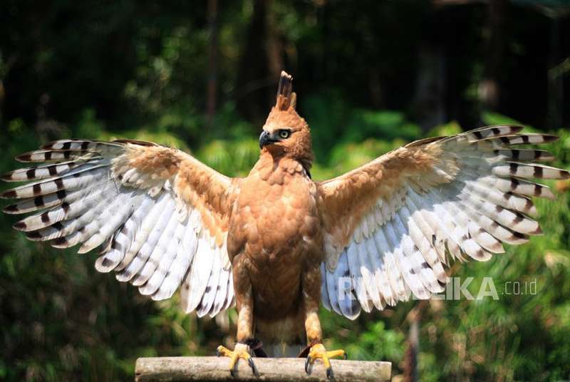 Detail Buku Mimpi Nomor Burung Garuda Nomer 8