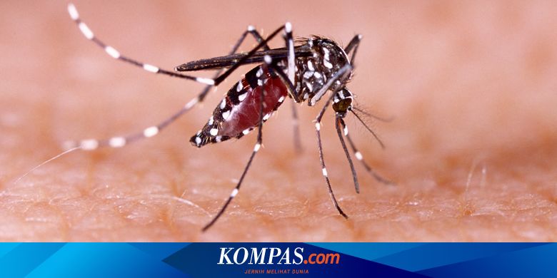 Detail Buku Mimpi Nyamuk Malaria Nomer 16