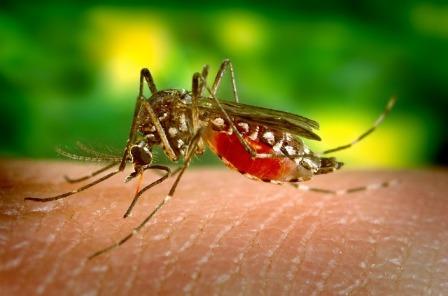 Detail Buku Mimpi Nyamuk Malaria Nomer 4