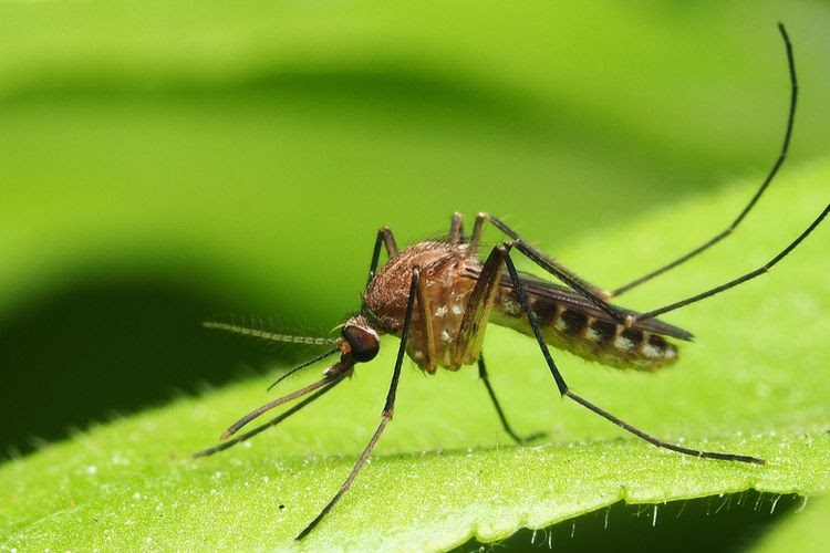 Detail Buku Mimpi Nyamuk Malaria Nomer 39