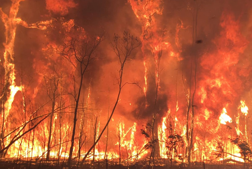 Detail Kebakaran Hutan Png Nomer 19