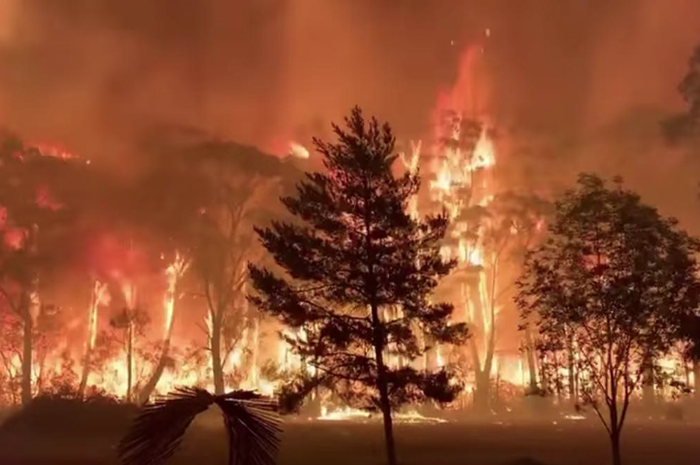 Detail Kebakaran Hutan Png Nomer 28