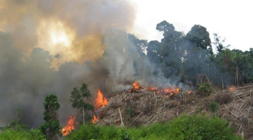 Detail Kebakaran Hutan Png Nomer 37