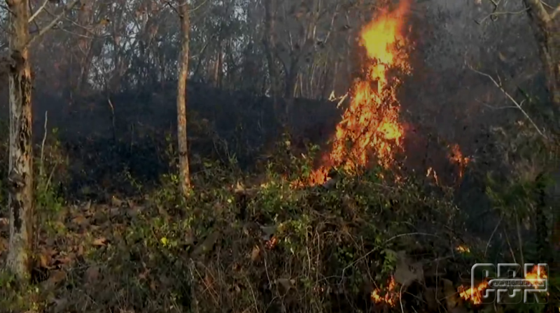 Detail Kebakaran Hutan Png Nomer 43