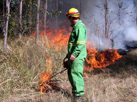 Detail Kebakaran Hutan Png Nomer 44