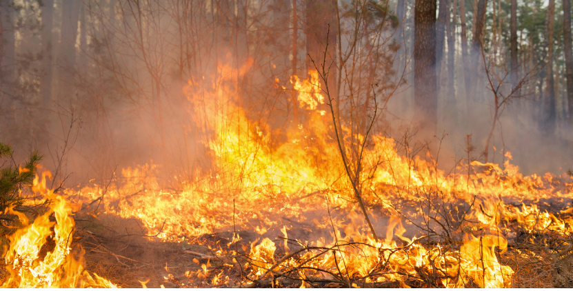 Detail Kebakaran Hutan Png Nomer 45