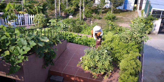 Detail Kebun Atap Rumah Nomer 26