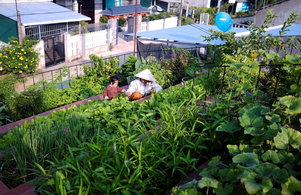 Detail Kebun Atap Rumah Nomer 27