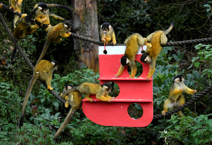 Kebun Binatang Lucu - KibrisPDR