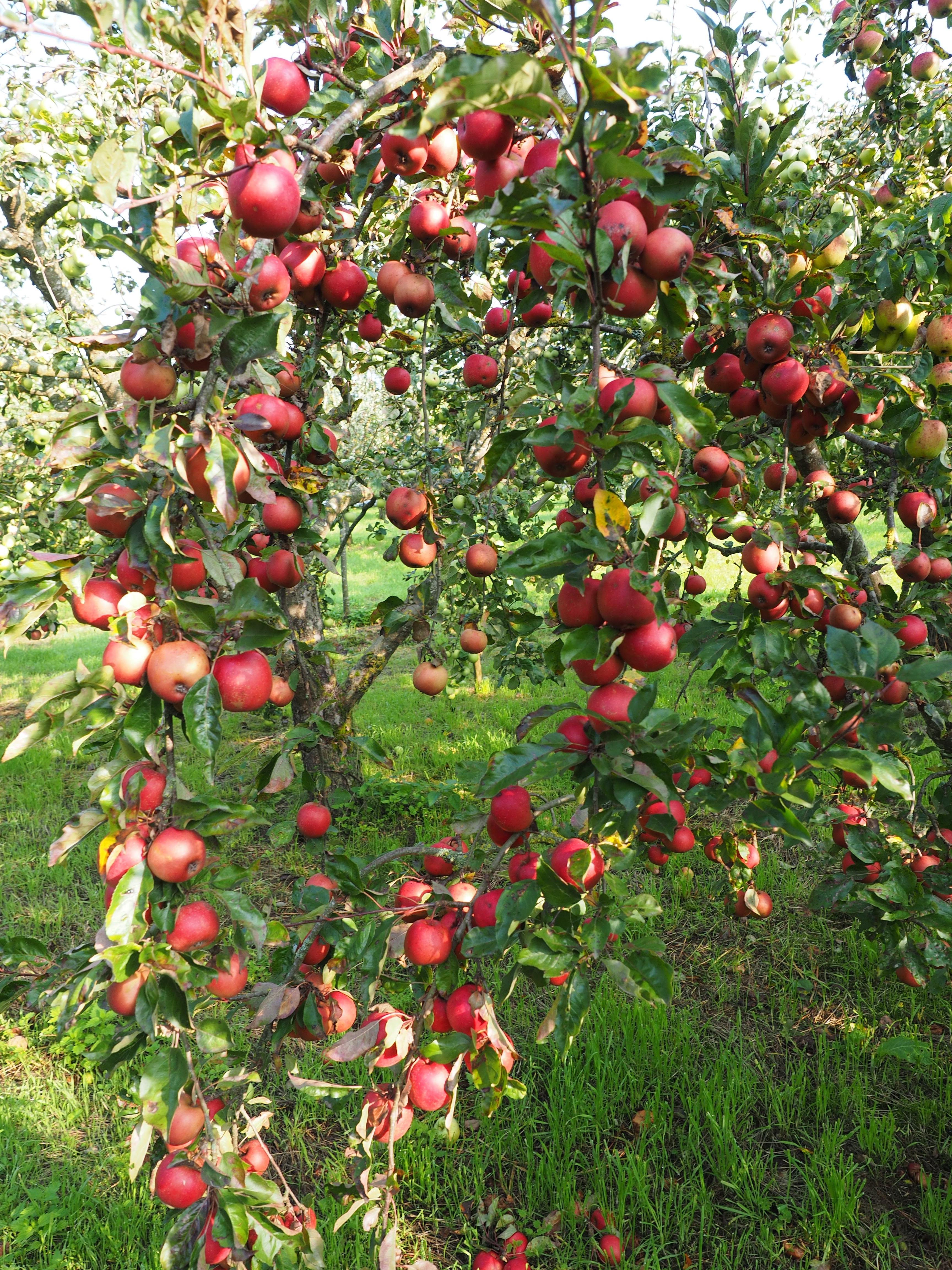 Detail Kebun Buah Apel Nomer 21