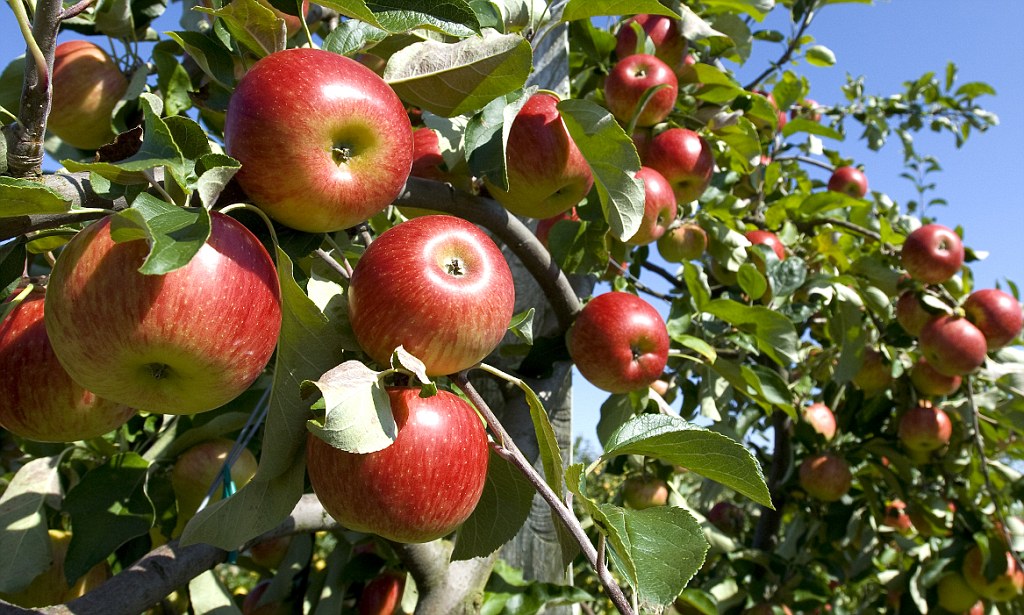 Detail Kebun Buah Apel Nomer 6