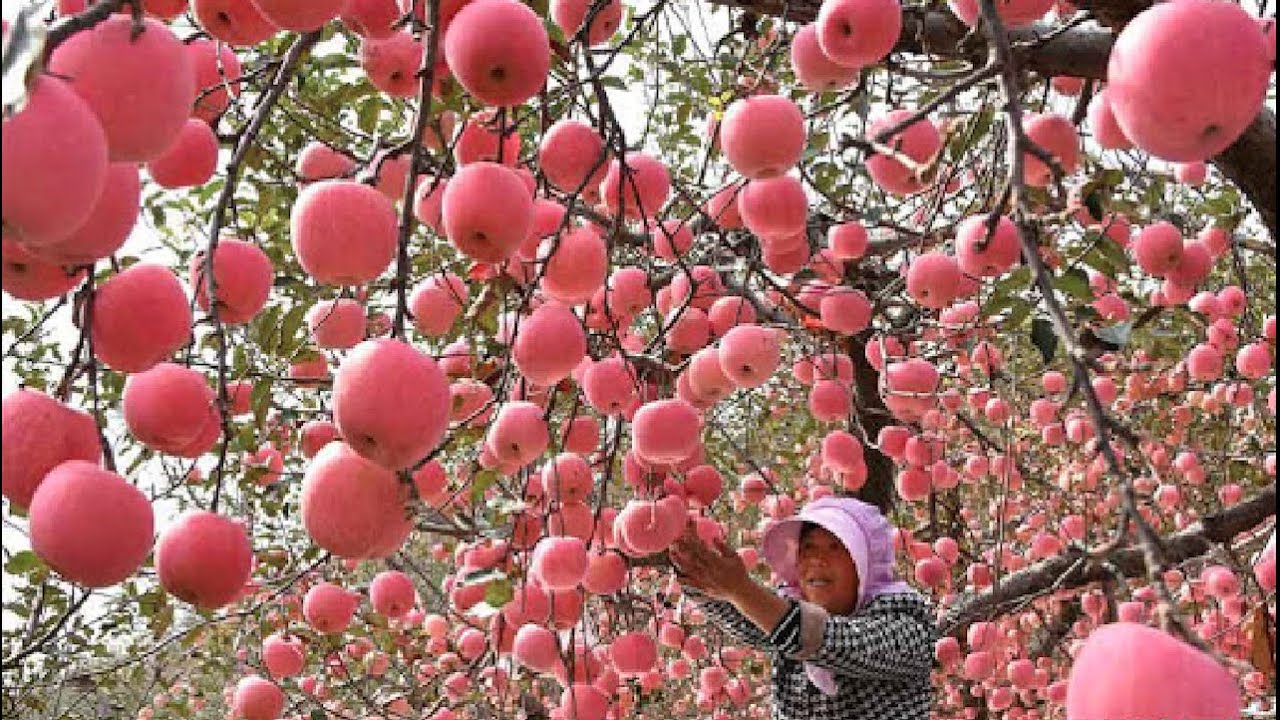 Detail Kebun Buah Apel Nomer 10