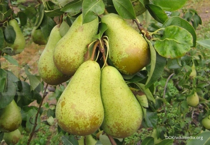 Kebun Buah Pir Di Indonesia - KibrisPDR