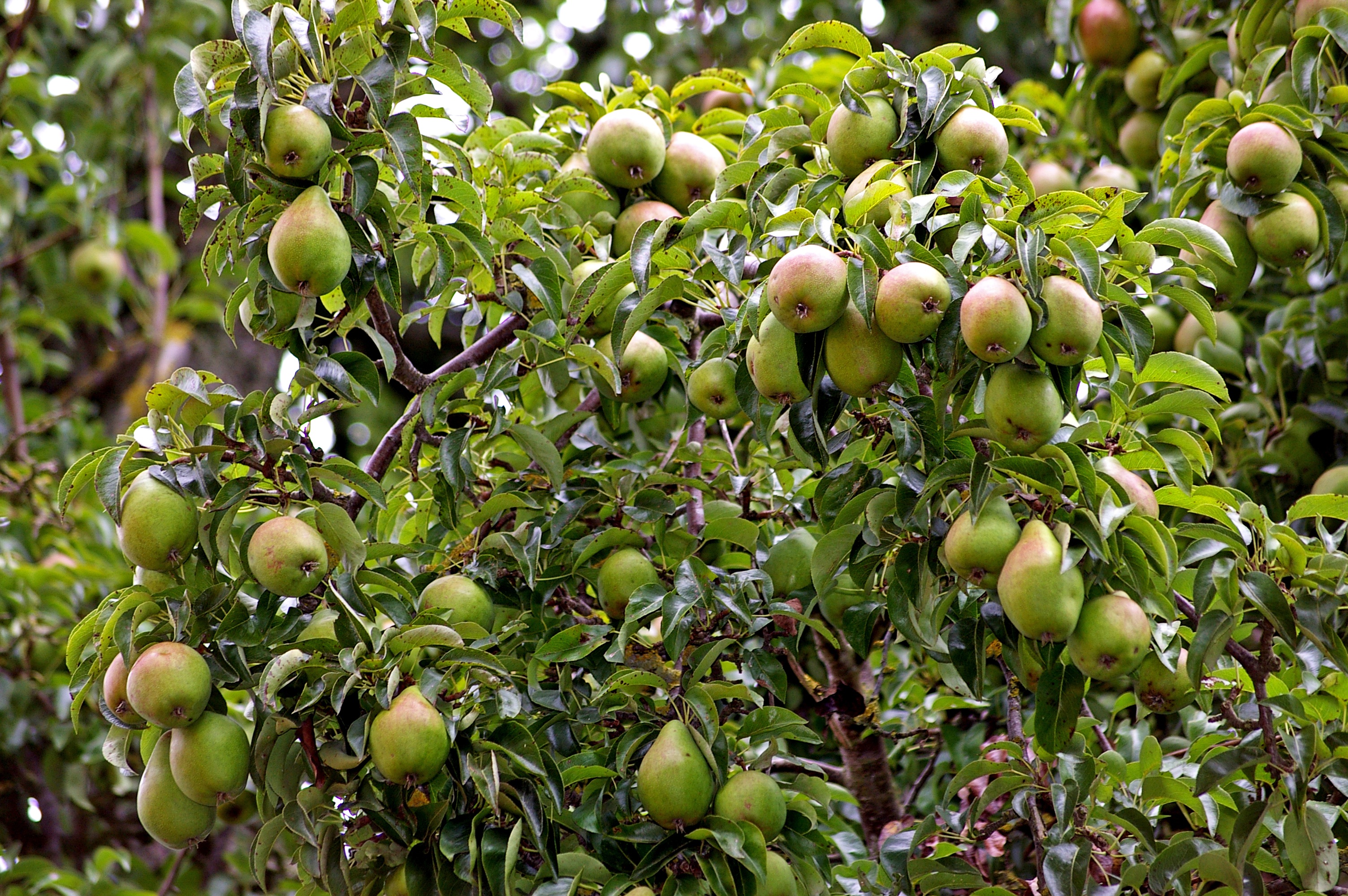 Detail Kebun Buah Pir Di Indonesia Nomer 12