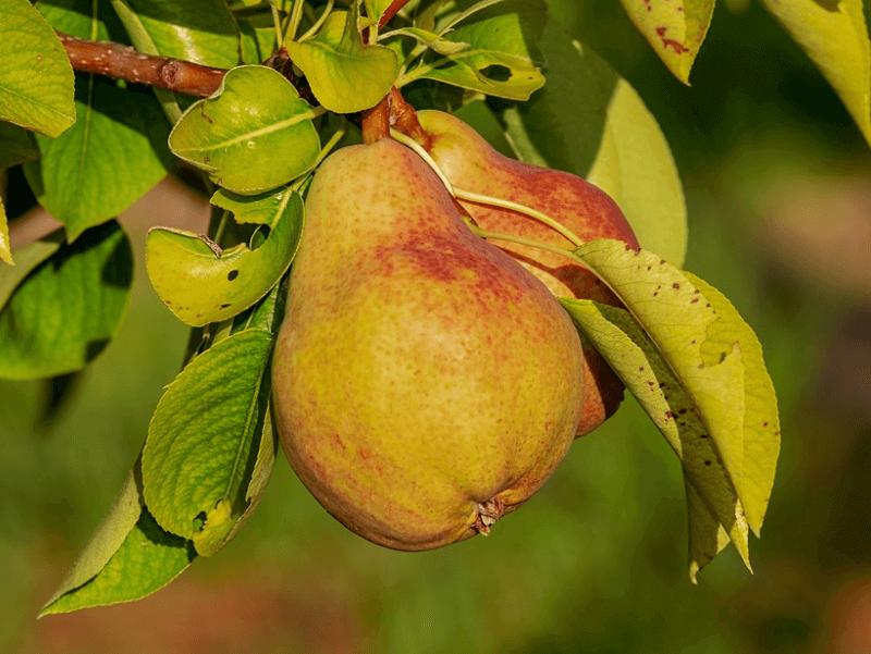 Detail Kebun Buah Pir Di Indonesia Nomer 31