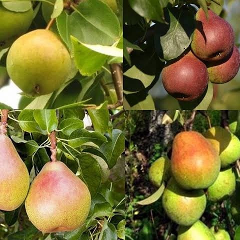 Detail Kebun Buah Pir Di Indonesia Nomer 54