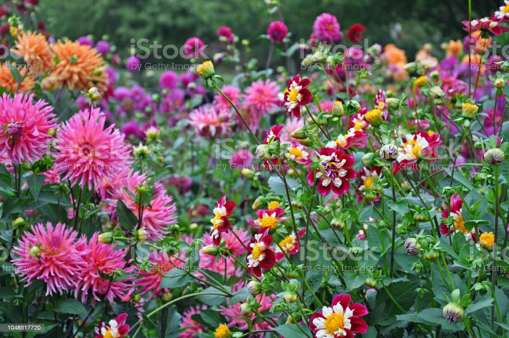 Kebun Bunga Dahlia - KibrisPDR