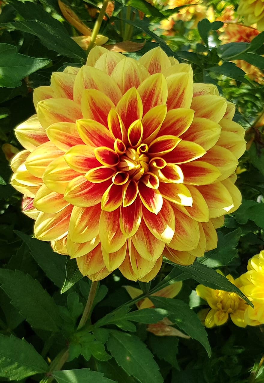 Detail Kebun Bunga Dahlia Nomer 15