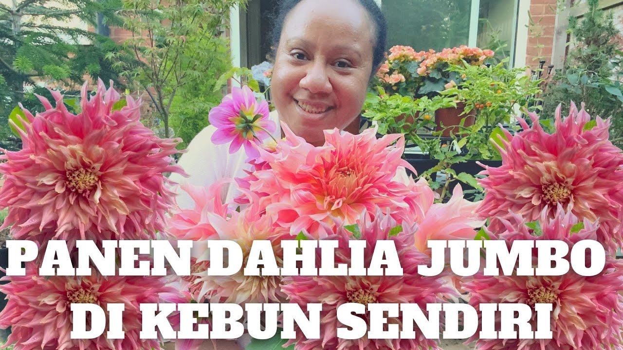 Detail Kebun Bunga Dahlia Nomer 17