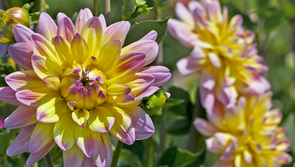 Detail Kebun Bunga Dahlia Nomer 29